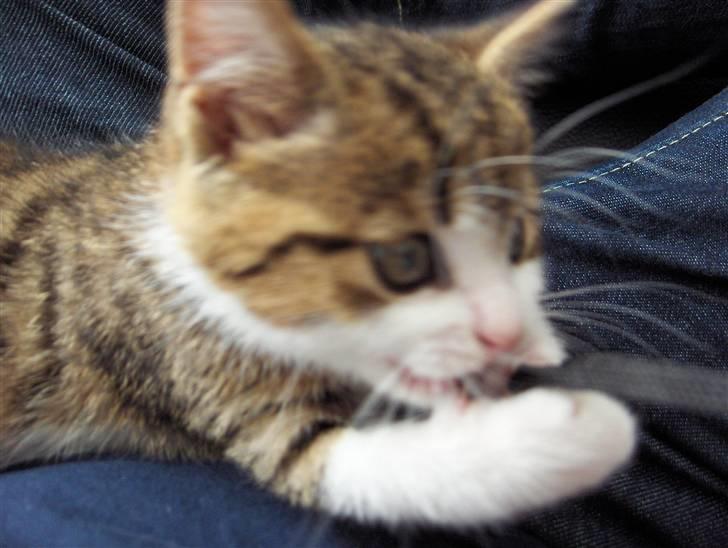 Huskat Calibria billede 4