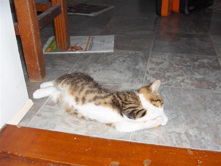 Huskat Calibria billede 5