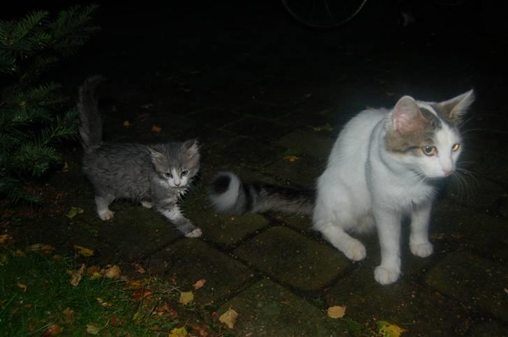 Blanding af racer Faith billede 4