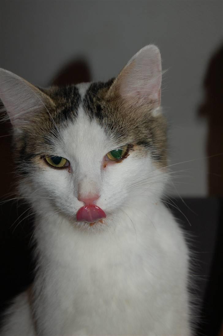 Blanding af racer Faith billede 6