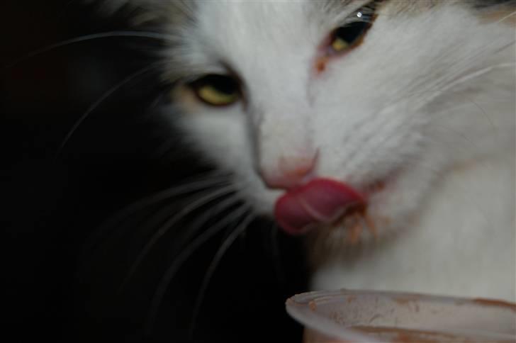 Blanding af racer Faith billede 7