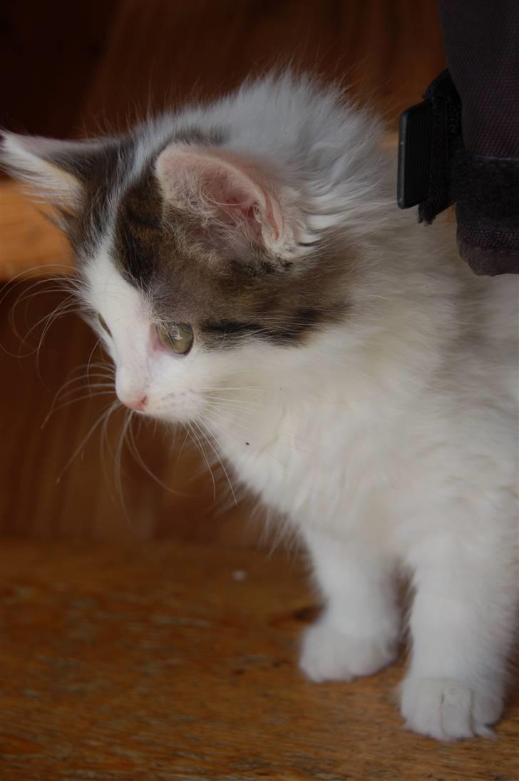 Blanding af racer Faith billede 9