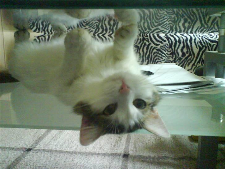 Blanding af racer Faith billede 10