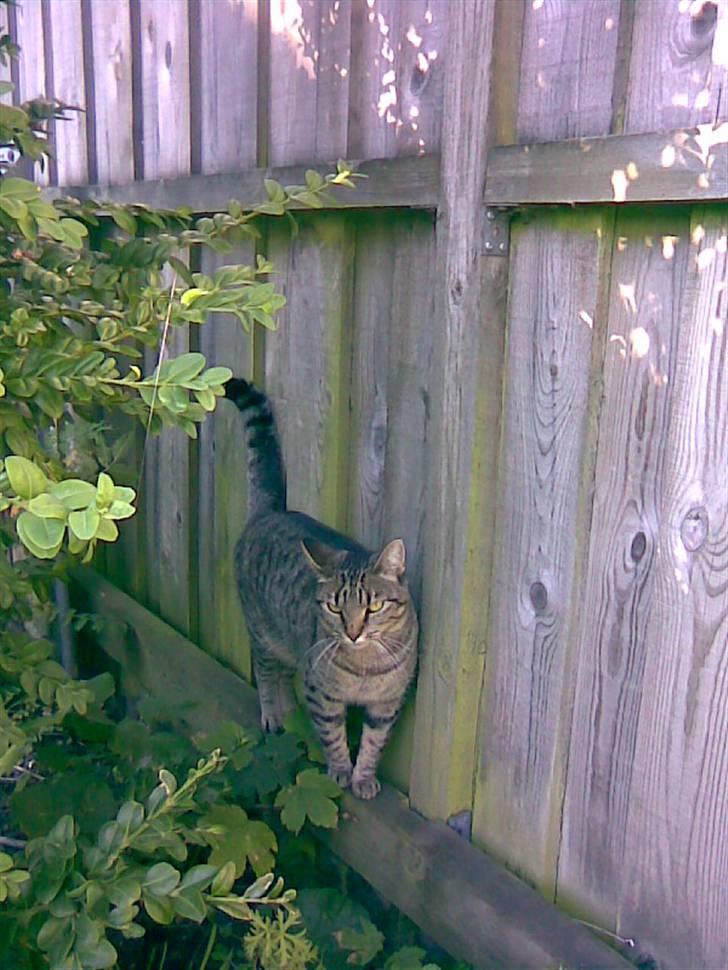 Huskat Chili - er gået bort... - Ved plankeværket  billede 19