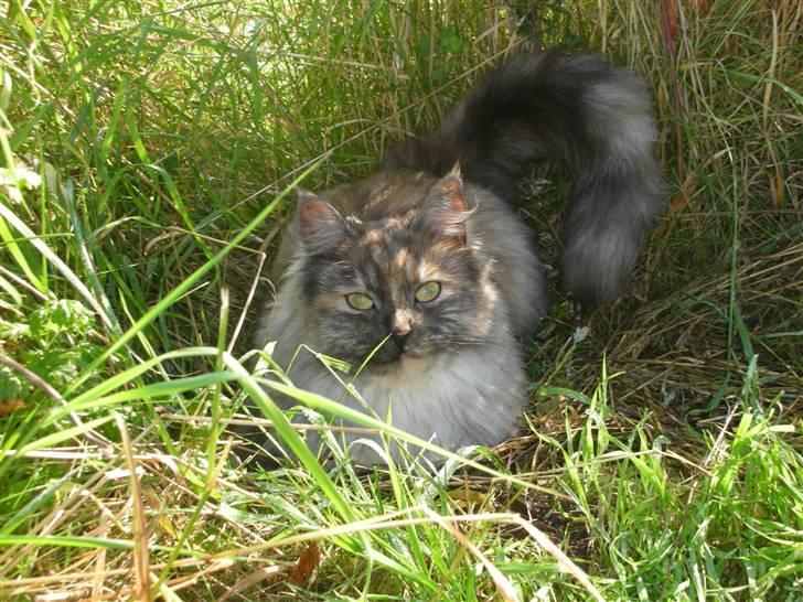 Maine Coon Smokey - Hvis jeg ligger her længe nok,,, kommer der så ikke en mus forbi? billede 12