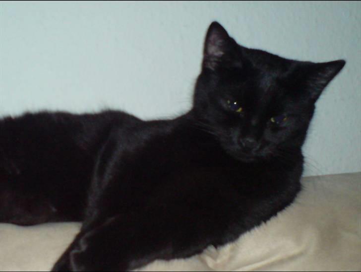 Blanding af racer Zippo - Er jeg ikke bare bedårende billede 1