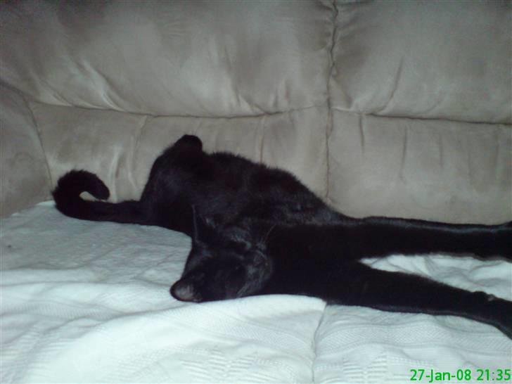 Blanding af racer Zippo - Åhr det er nu dejligt at strække sig... billede 2