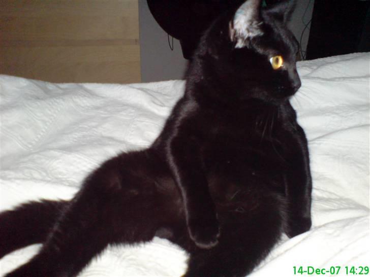 Blanding af racer Zippo - Zippo efterligner Michael Jackson billede 3