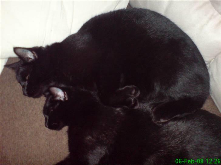 Blanding af racer Zippo - Zippo og hans afdøde storebror Fidibus billede 4