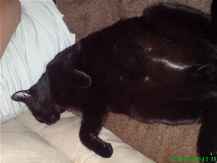 Blanding af racer Zippo - Jeg er ikke tyk, billedet er bare taget i en forkert vinkel.... billede 5