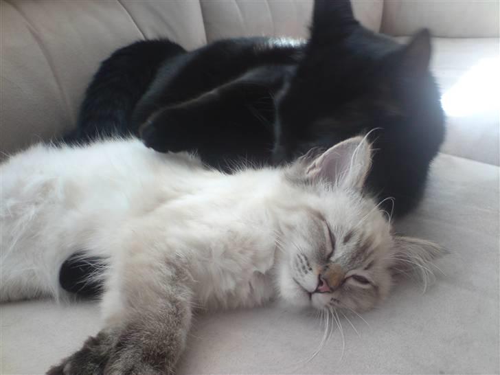 Blanding af racer Zippo - Zippo og hans dejlige nye lillebror billede 6