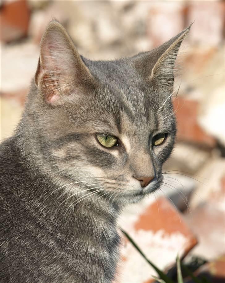 Huskat Bølle billede 1