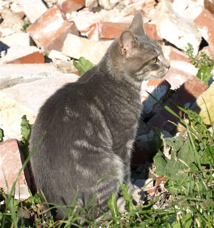 Huskat Bølle billede 2