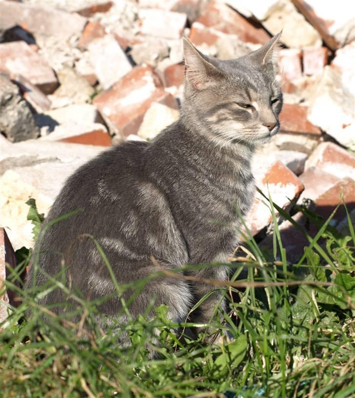 Huskat Bølle billede 3