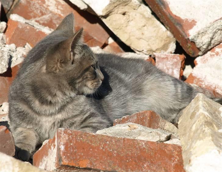 Huskat Bølle billede 4