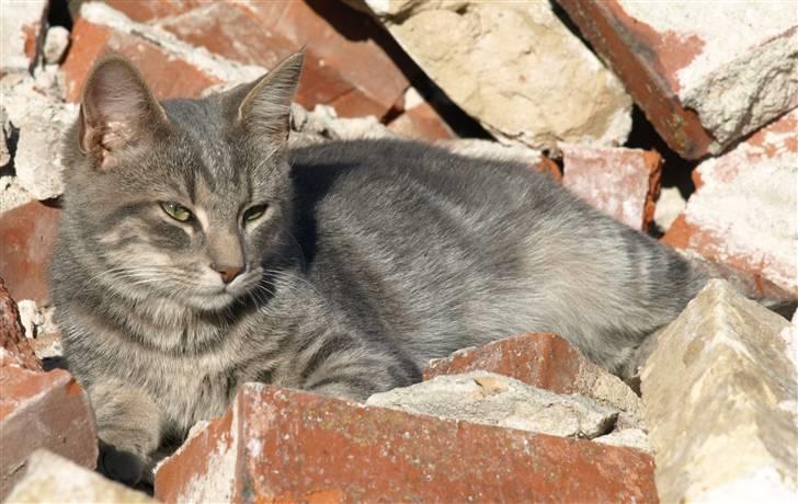 Huskat Bølle billede 5