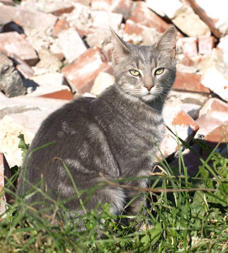 Huskat Bølle billede 6