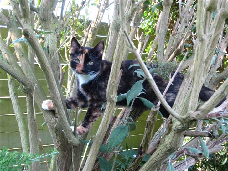 Blanding af racer Malou ¤Væk og borte¤ :'( - se mor er jeg ikk dygtig? billede 7