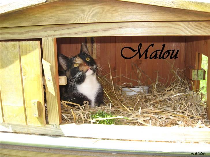 Blanding af racer Malou ¤Væk og borte¤ :'( - NYT/:¤ billede 8