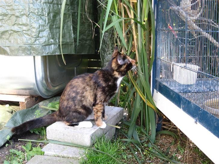 Blanding af racer Malou ¤Væk og borte¤ :'( - Ej altså..! billede 9