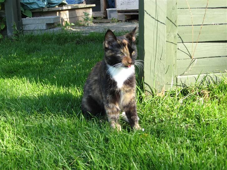 Blanding af racer Malou ¤Væk og borte¤ :'( - tag tungen ind min lille skat.. billede 10