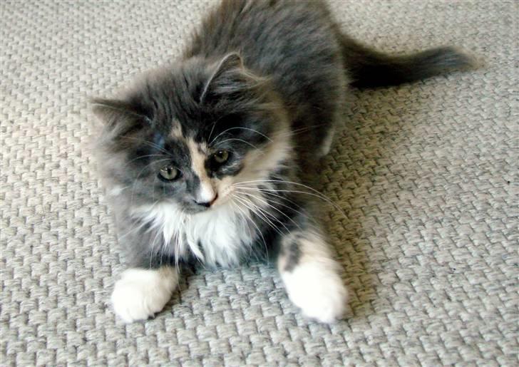 Blanding af racer Musse billede 7