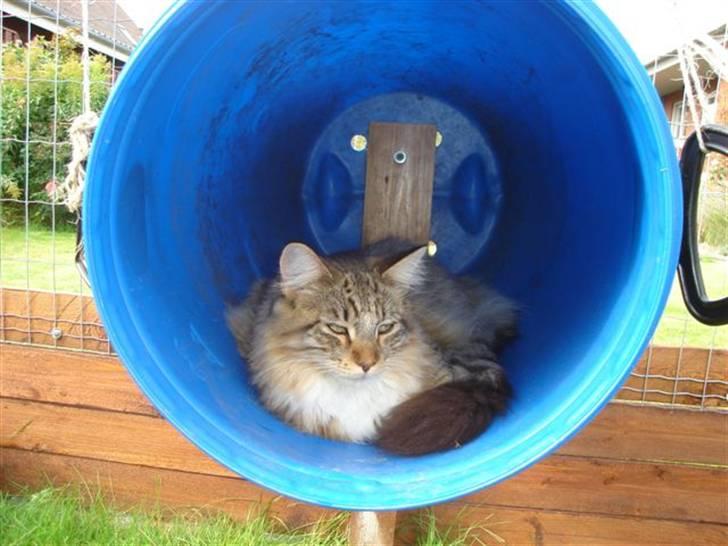 Maine Coon harry(of diamonds dream) billede 16