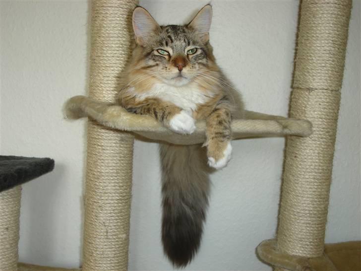 Maine Coon harry(of diamonds dream) billede 17
