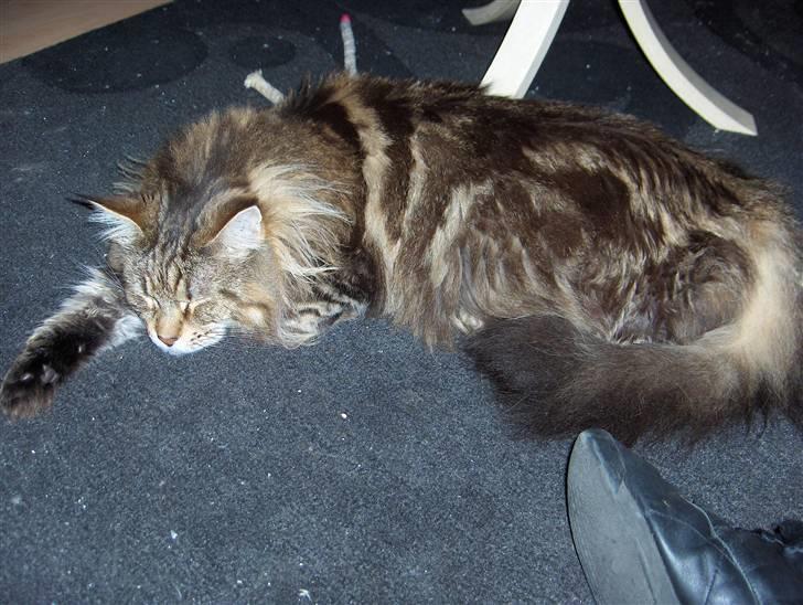 Maine Coon Løve Hulen's Lakoma billede 3