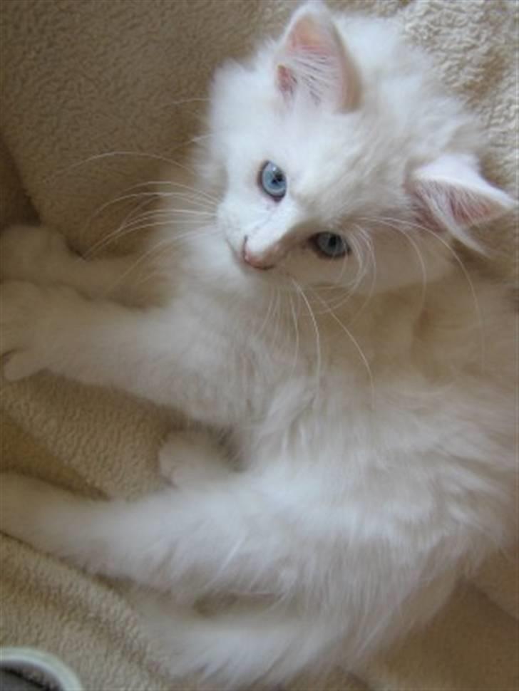 Maine Coon Snebold R.I.P 31/12/11 billede 4