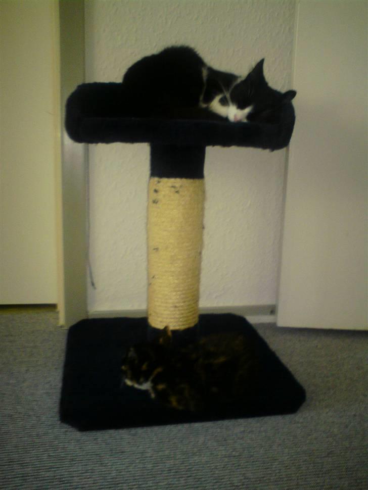 Huskat Nahla - Nahla putter på det lille kattetræ<3 billede 1