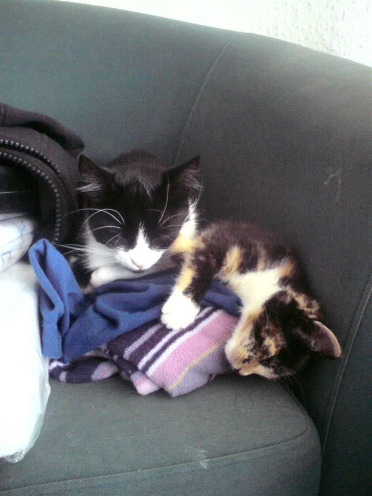 Huskat Nahla billede 2