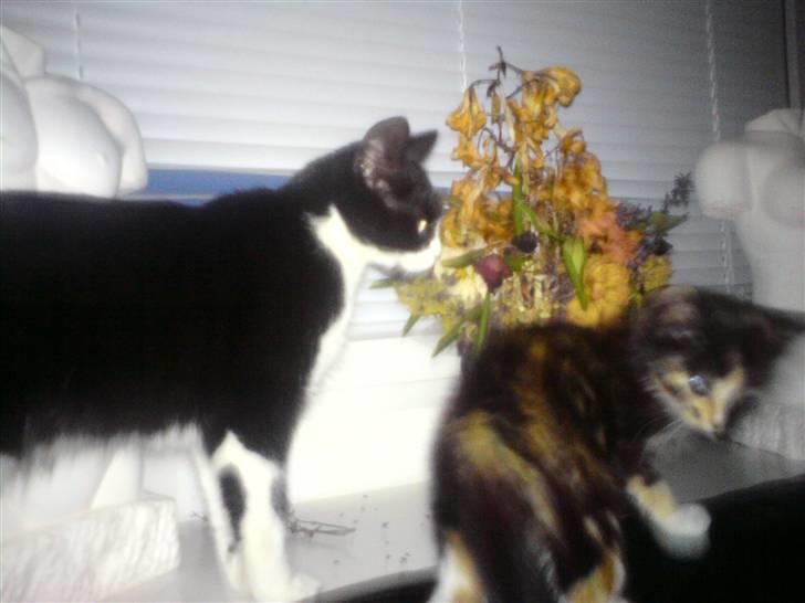 Huskat Nahla billede 3