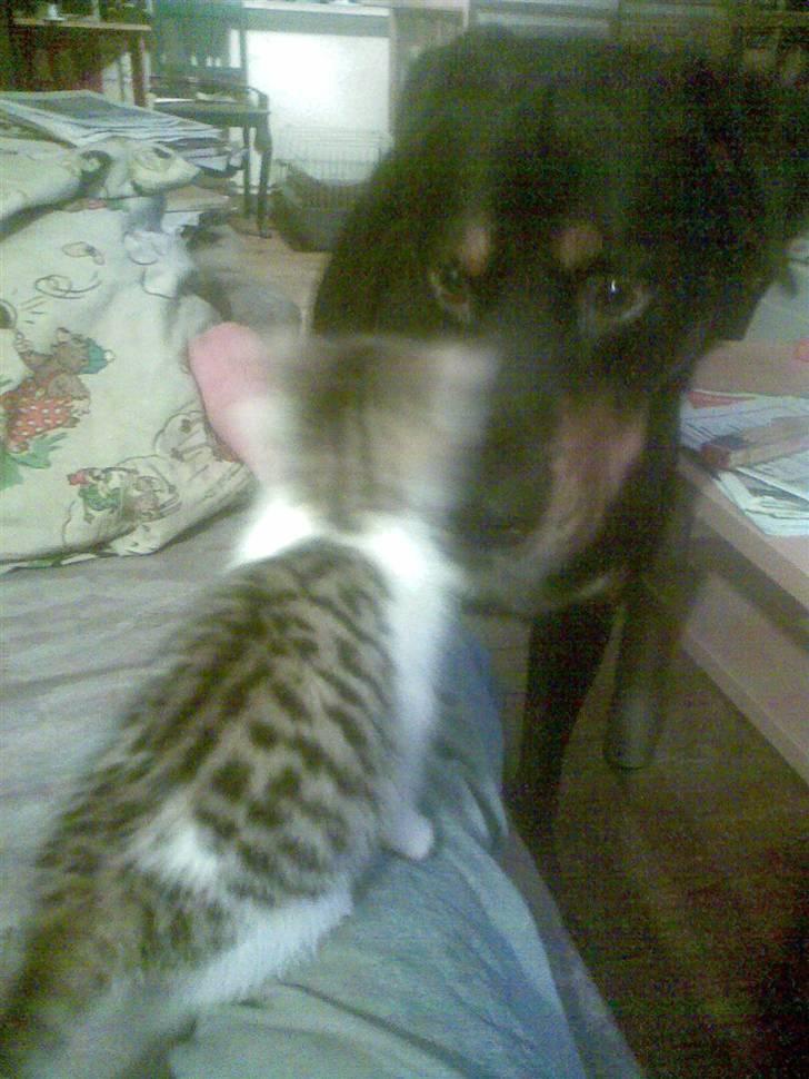 Huskat Kalluah billede 3