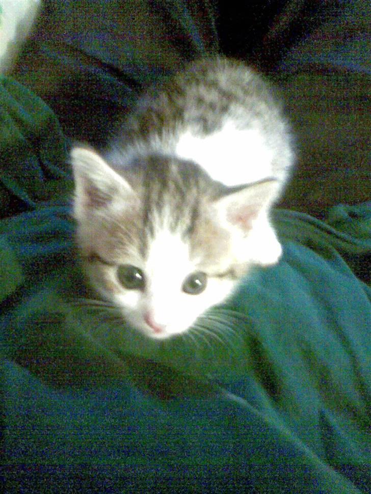 Huskat Kalluah billede 5