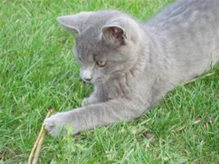 Blanding af racer Snoopy *RIP* - Fanget! billede 7