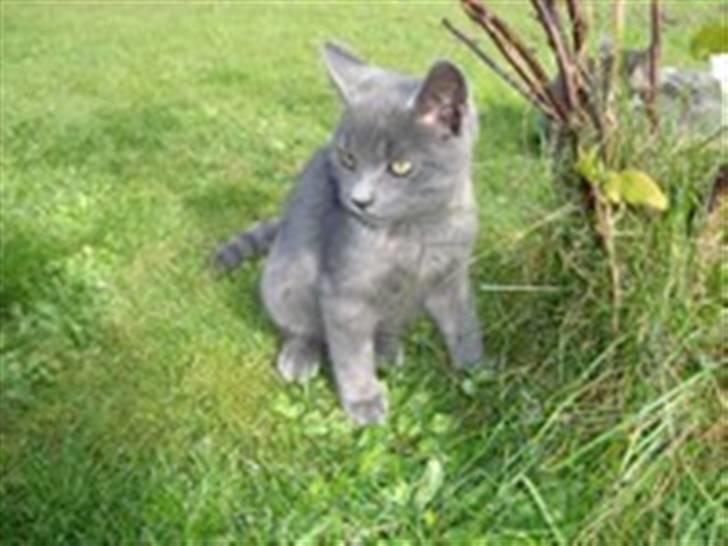 Blanding af racer Snoopy *RIP* - Tænke tænke, hvor mon Tiger er?  billede 8