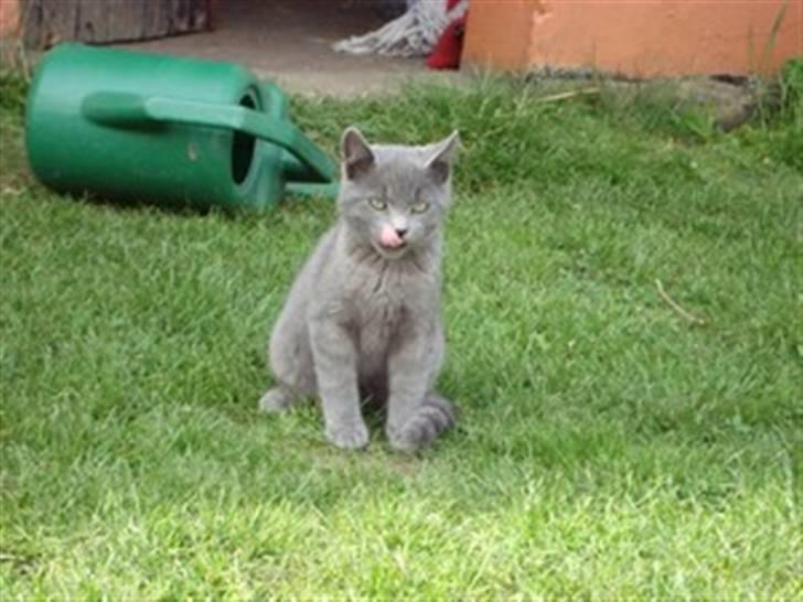 Blanding af racer Snoopy *RIP* - Tralla lalalalala ! Nej jeg er ikke alle glad ! XD  billede 9