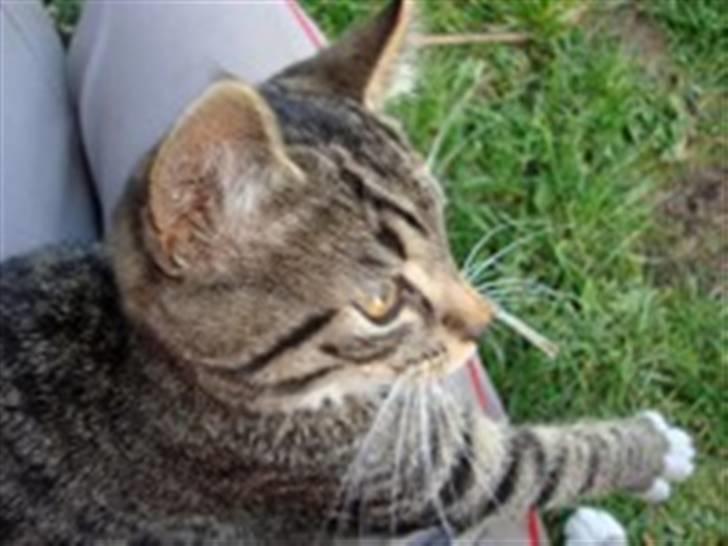 Huskat Tiger *RIP* - Hovsa?  billede 11