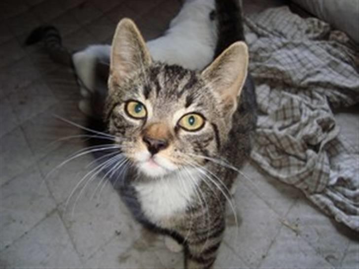 Huskat Tiger *RIP* - Hvad er det mon?  billede 12