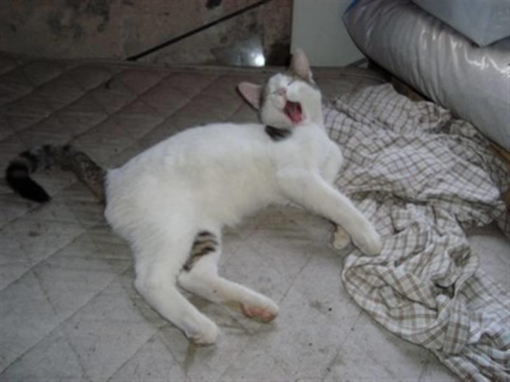 Huskat Basse <3 † R.I.P. † - GAAAB!  billede 8