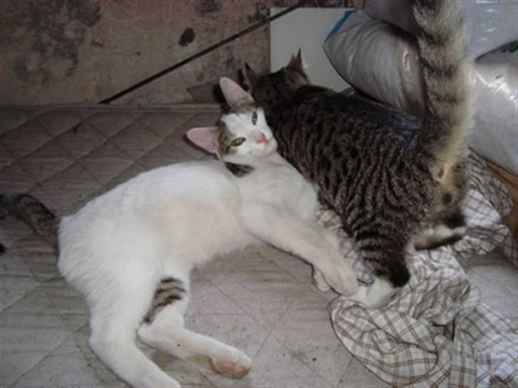 Huskat Basse <3 † R.I.P. † - Tiger! gider du lige?  billede 9