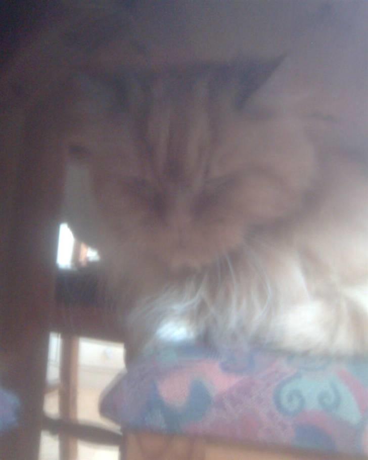 Perser Monster<3<3 - MIN STOL billede 6