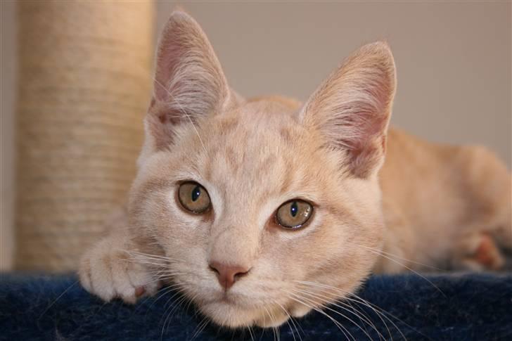 Blanding af racer Bertil billede 13