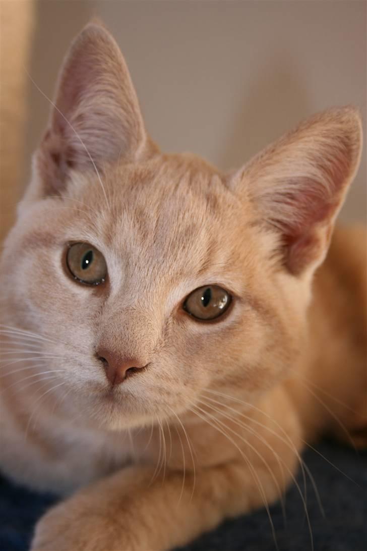 Blanding af racer Bertil billede 14