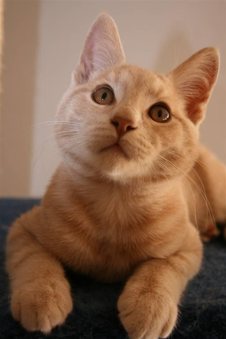 Blanding af racer Bertil billede 15