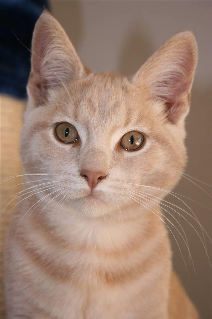 Blanding af racer Bertil billede 16