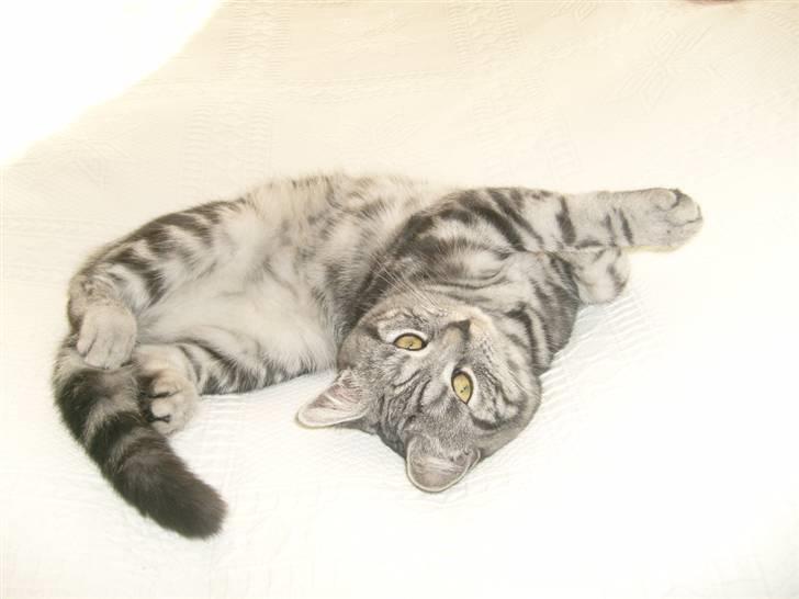 British Shorthair Wiki's Emil - flot taget :) billede 1