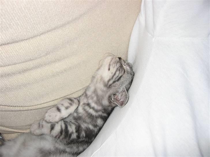 British Shorthair Wiki's Emil - Jeg ligger godt :) billede 2