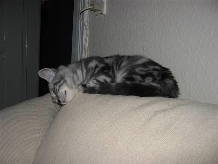 British Shorthair Wiki's Emil billede 3